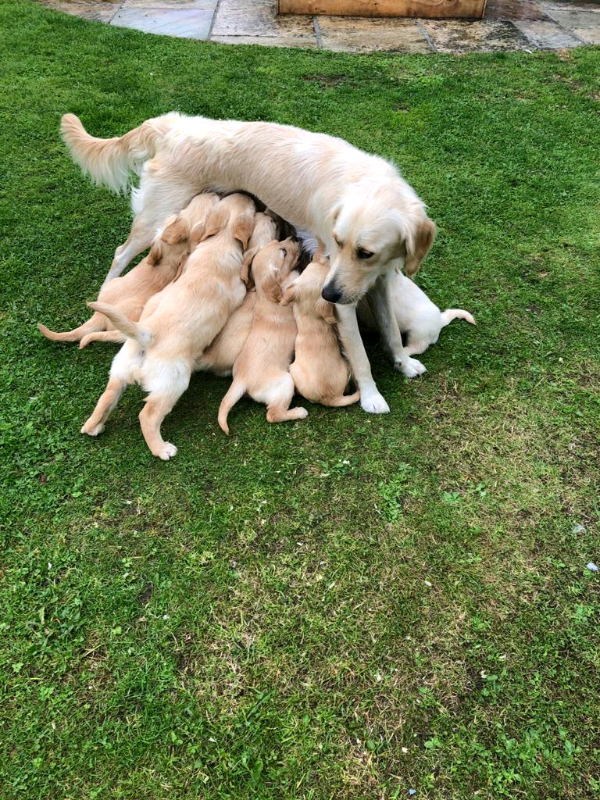 gumtree golden retriever for sale